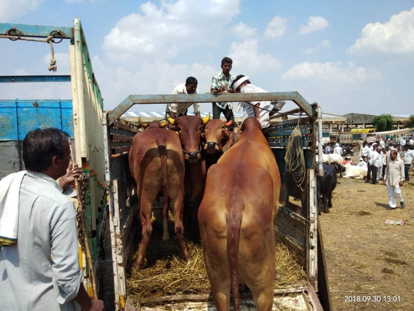 जनावरांच्या वाहतूकीबाबत नियमांचे पालन करावे 1 जनावरांच्या वाहतूकीबाबत नियमांचे पालन करावे