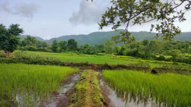 पावसाने विश्रांती घेतल्याने बळीराजा सुखावला 