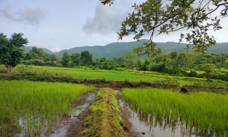 पावसाने विश्रांती घेतल्याने बळीराजा सुखावला 1 पावसाने विश्रांती घेतल्याने बळीराजा सुखावला