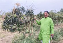 पहिल्याच वर्षी २० टन केशर आंब्याचे उत्पादन ; मनसे नेते दिलीप धोत्रे यांच्या शेतात बहरली आंबराई