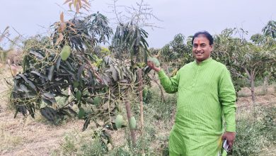 पहिल्याच वर्षी २० टन केशर आंब्याचे उत्पादन ; मनसे नेते दिलीप धोत्रे यांच्या शेतात बहरली आंबराई