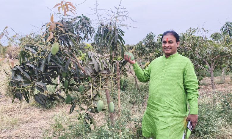 पहिल्याच वर्षी २० टन केशर आंब्याचे उत्पादन ; मनसे नेते दिलीप धोत्रे यांच्या शेतात बहरली आंबराई