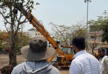 अक्कलकोटच्या इतिहासात प्रथमच डेरेदार झाडांचे पुनःप्रत्यारोपण