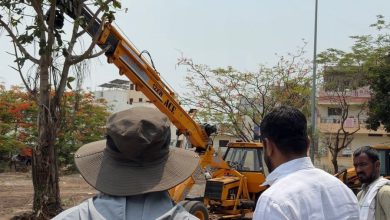 अक्कलकोटच्या इतिहासात प्रथमच डेरेदार झाडांचे पुनःप्रत्यारोपण