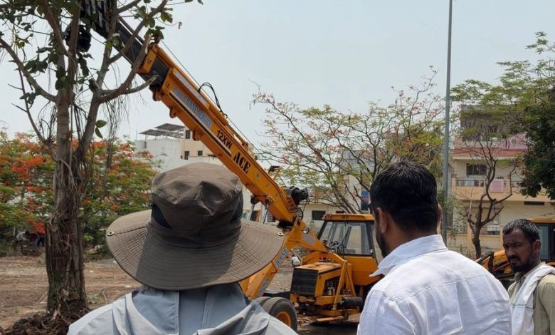 अक्कलकोटच्या इतिहासात प्रथमच डेरेदार झाडांचे पुनःप्रत्यारोपण